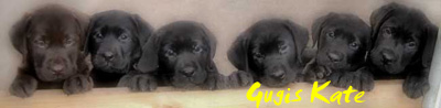 hier ist unser Lacky geboren, externer Link